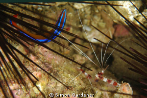 arabian blue striped dottyback and shrimp shot with nikon... by Simon Gardener 